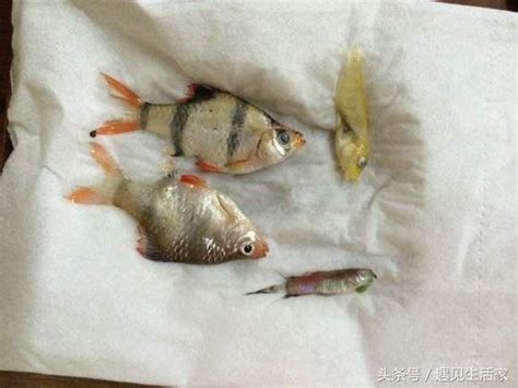 魚死了怎麼辦|為什麼我養的魚老是死？養魚8種死法的正確預防方。